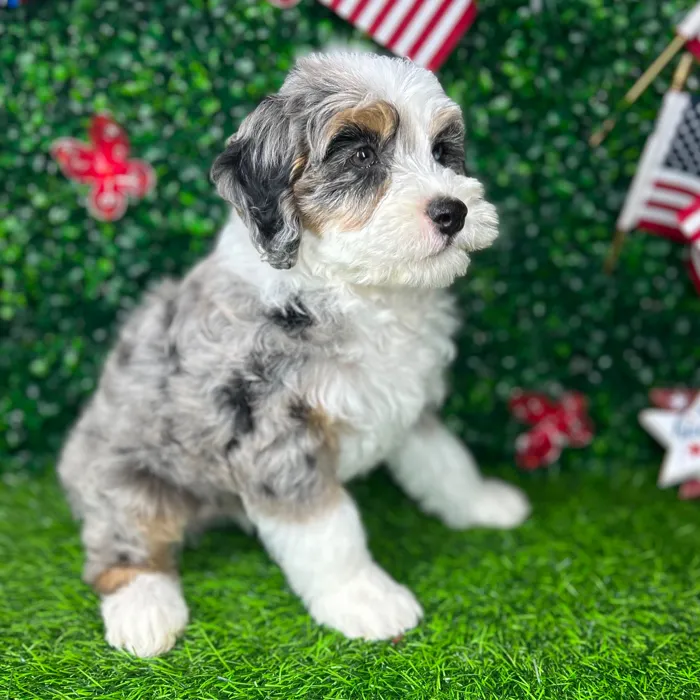 Female Bernedoodle puppy named *Muffin* for sale at Puppy Dreams - Mansfield.