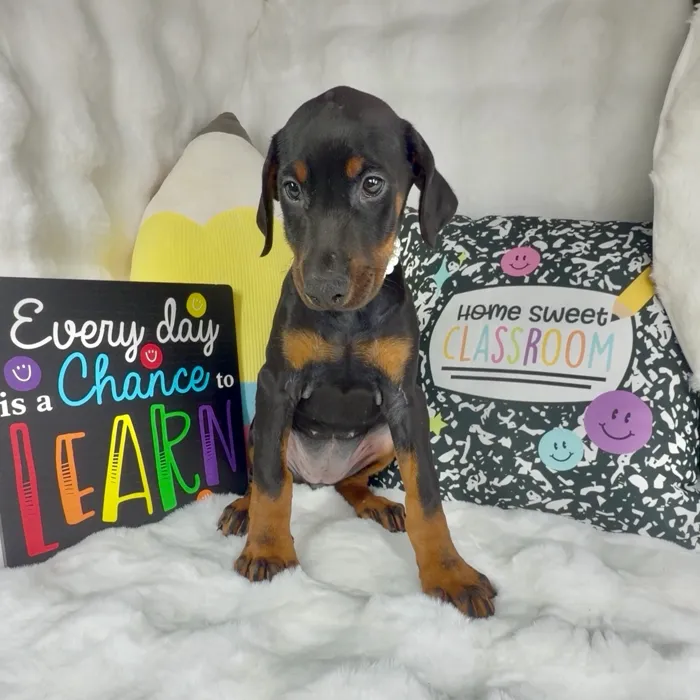 Female Doberman Pinscher puppy named Bean for sale at Puppy Dreams - Denton.