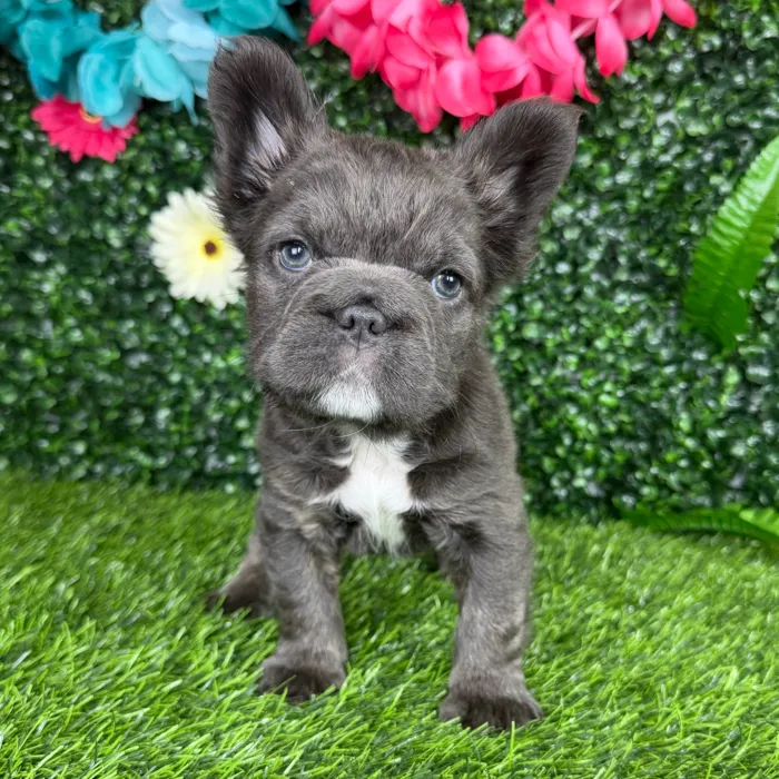 Female Fluffy French Bulldog puppy named Leah for sale at Puppy Dreams - Denton.