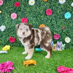 car_main_img_/media/ap_media/pets/KDZFBREIAWPO388194.webp.250x250_q85.webp