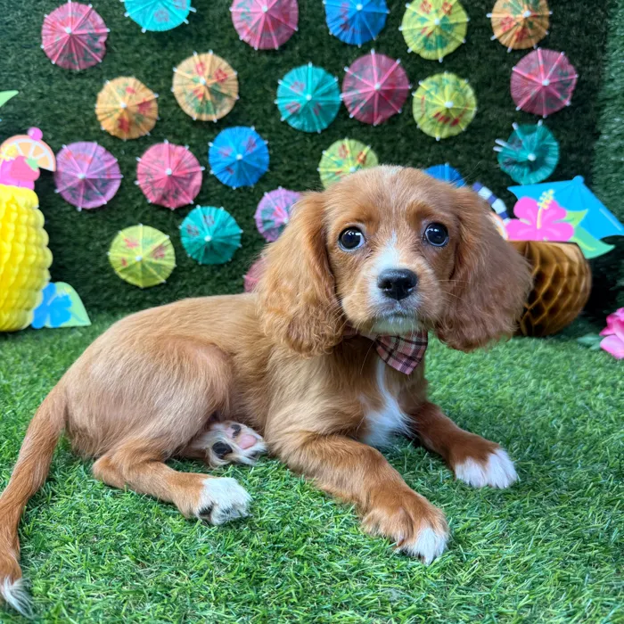 Male Cavapoo puppy named Finn for sale at Puppy Dreams - Carrollton.