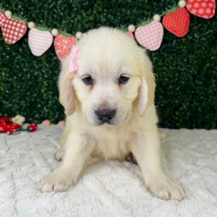 Female Golden Retriever puppy named Ruby for sale at Puppy Dreams - Garland.