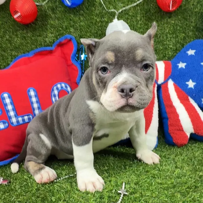 Female American Bully puppy named Raya for sale at Puppy Dreams - North Richland Hills.