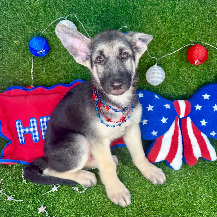 Male German Shepherd puppy named Vapor for sale at Puppy Dreams - Arlington.