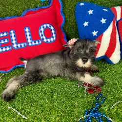 Female Mini Schnauzer puppy for sale at Puppy Dreams - Arlington.