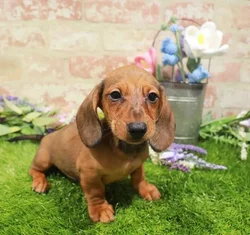 Male Dachshund puppy for sale at Puppy Dreams - Arlington.