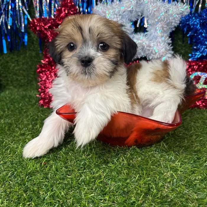 Female Teddy Bear puppy named Mochi for sale at Puppy Dreams - Arlington.