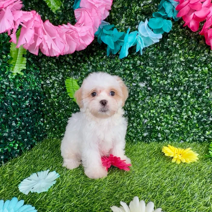 Female Teddy Bear puppy named Ragdoll for sale at Puppy Dreams - Denton.