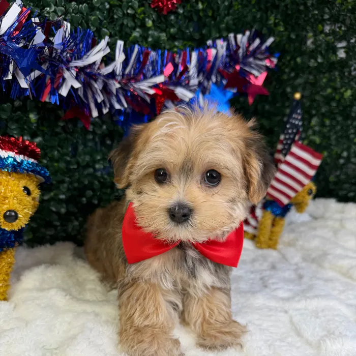 Male Morkie puppy named Churro for sale at Puppy Dreams - Garland.