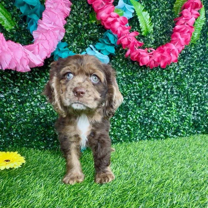 Male Cocker Spaniel puppy named Chicken Biscuit for sale at Puppy Dreams - Denton.