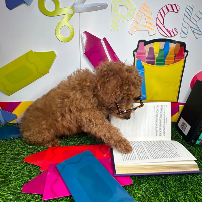 Male Mini Poodle puppy named *Mr. Fratto* for sale at Puppy Dreams - Mansfield.