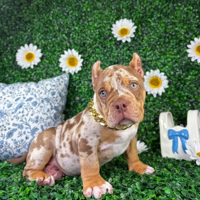 Male American Bully puppy named Zeus for sale at Puppy Dreams - North Richland Hills.