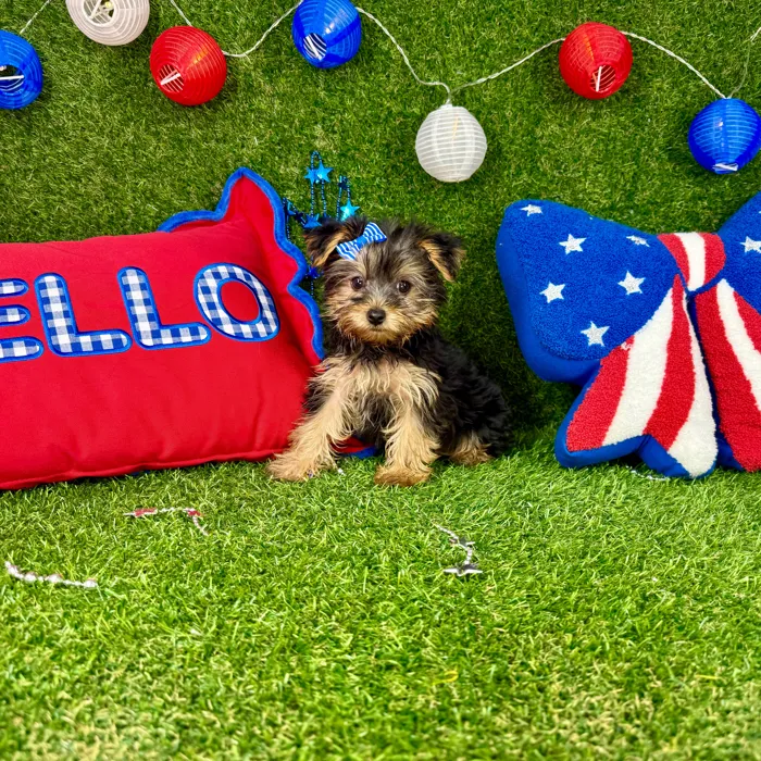 Female Yorkie puppy named Minnie for sale at Puppy Dreams - Arlington.