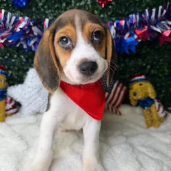 Male Beagle puppy named Rex for sale at Puppy Dreams - Garland.