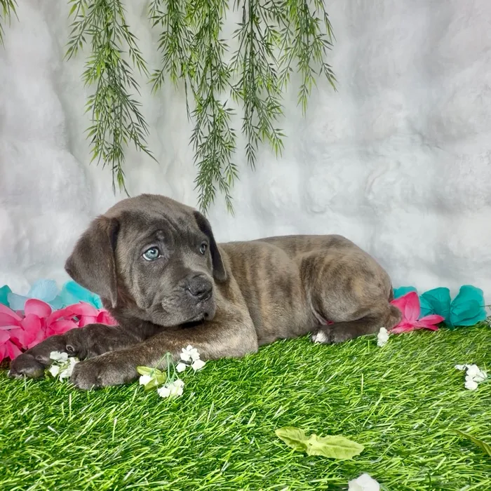 Female Cane Corso puppy named Cowgirl for sale at Puppy Dreams - Denton.