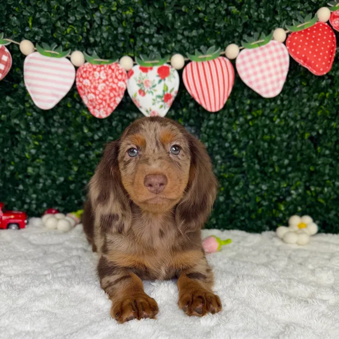 Male Dachshund puppy named River for sale at Puppy Dreams - Garland.