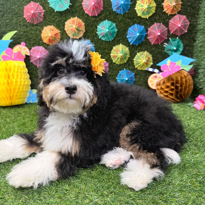 Female Bernedoodle puppy named Stella for sale at Puppy Dreams - Carrollton.