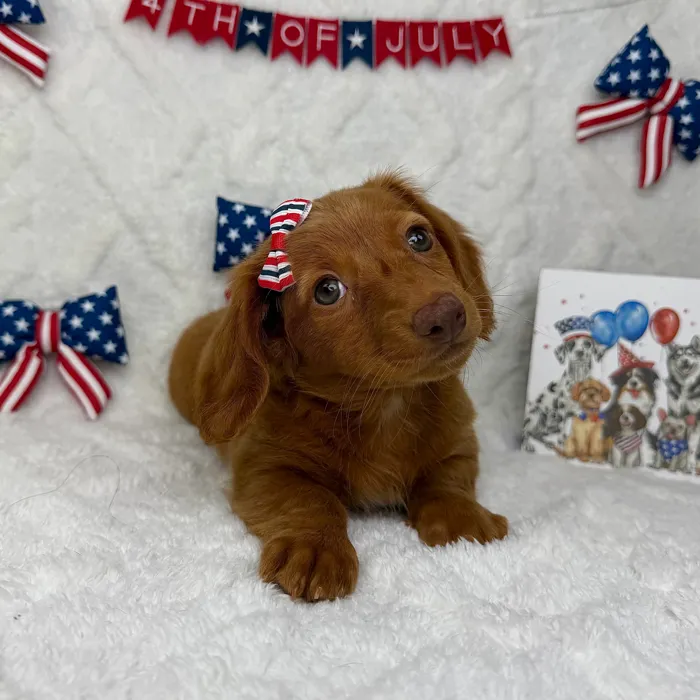 Female Dachshund puppy named Cookie for sale at Puppy Dreams - Garland.