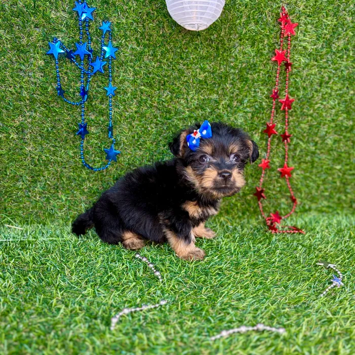 Female Yorkie puppy named Nala for sale at Puppy Dreams - Arlington.