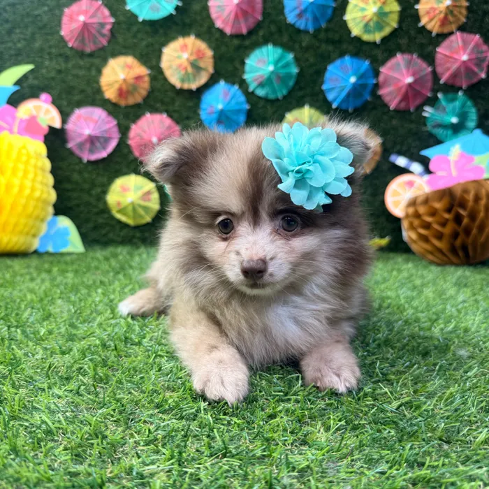 Female Pomeranian puppy named Bella for sale at Puppy Dreams - Carrollton.
