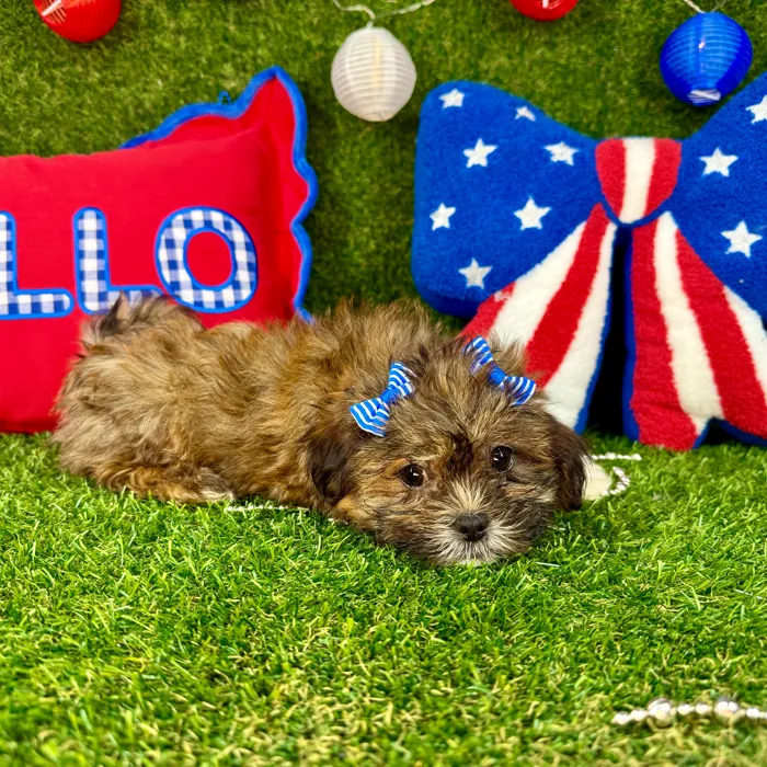 Female Malshi puppy named Bella for sale at Puppy Dreams - Arlington.