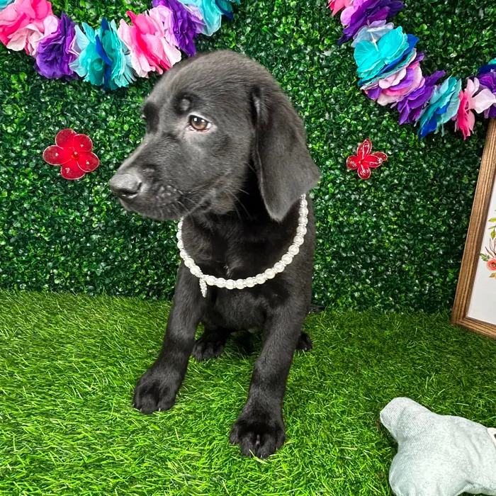 Female Labrador Retriever puppy named *Raven* for sale at Puppy Dreams - Mansfield.