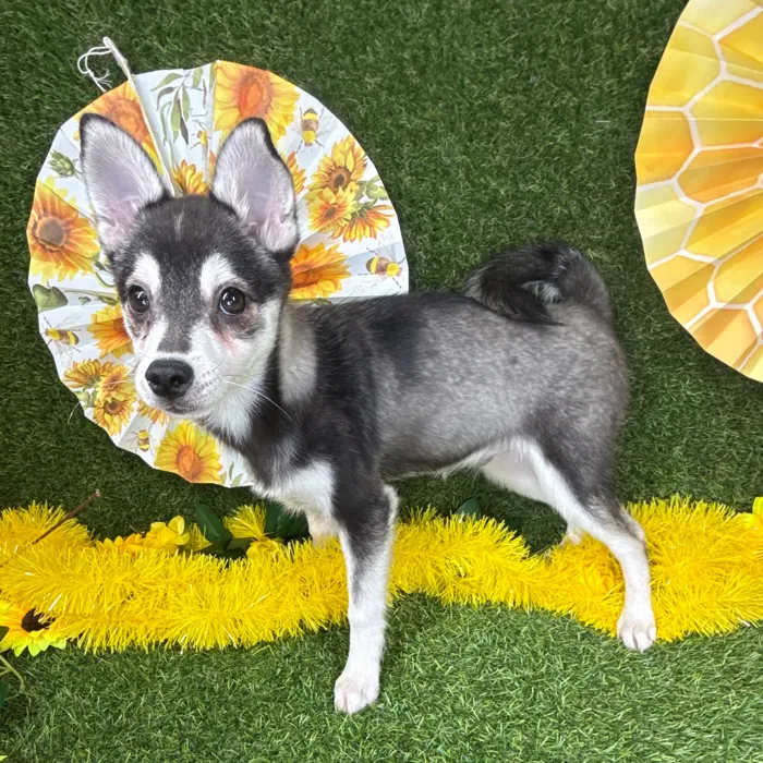 Male Alaskan Klee Kai puppy named Bruce for sale at Puppy Dreams - Arlington.