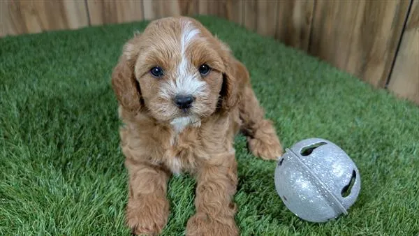 Male Cavapoo puppy named Auggie for sale at Puppy Dreams - Arlington.