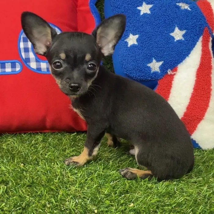 Male Chihuahua puppy named Cricket for sale at Puppy Dreams - Arlington.