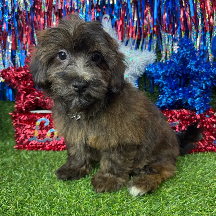 Male Havapoo puppy named Toffee for sale at Puppy Dreams - Arlington.