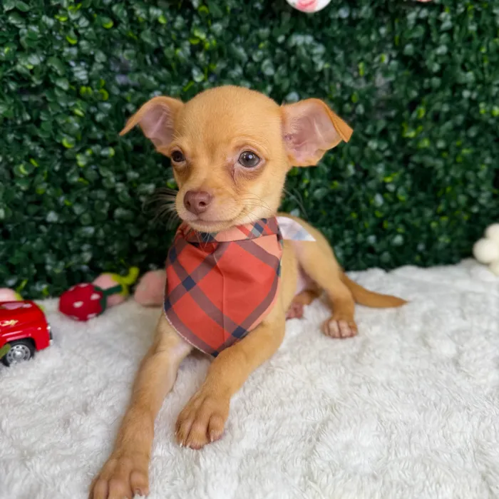 Male Chihuahua puppy named Toby for sale at Puppy Dreams - Garland.