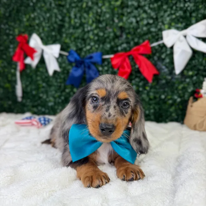 Male Dachshund puppy named Cowboy for sale at Puppy Dreams - Garland.