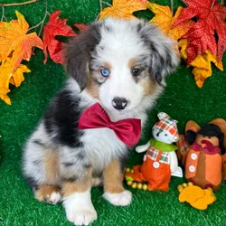 car_main_img_/media/ap_media/pets/KXFYMGQFDMKT142661.webp.250x250_q85.webp