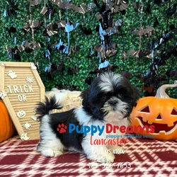 car_main_img_/media/ap_media/pets/KXKFGSZVFZOQ148014.webp.250x250_q85.webp