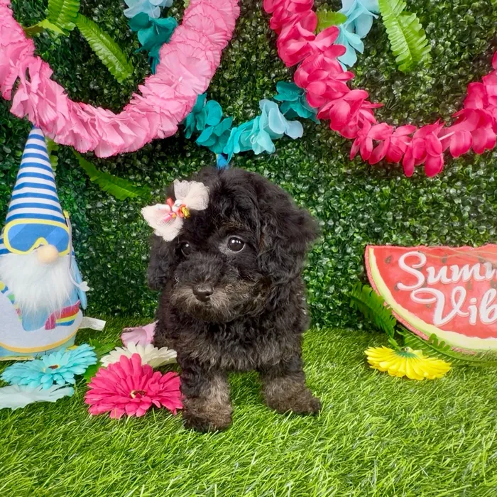 Female Mini Poodle puppy named Koala for sale at Puppy Dreams - Denton.