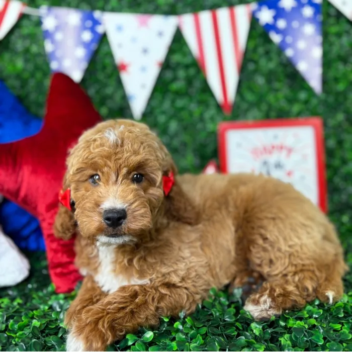Female Mini Goldendoodle puppy named Sandie for sale at Puppy Dreams - North Richland Hills.