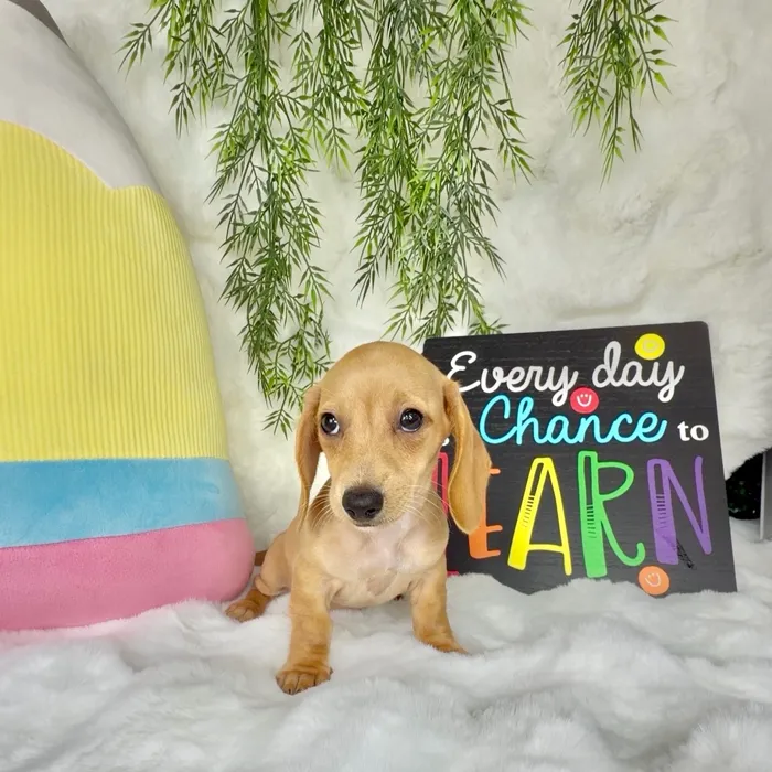Female Dachshund puppy named Smarty for sale at Puppy Dreams - Denton.