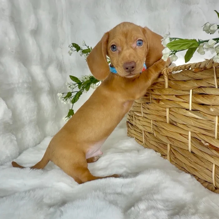 Male Dachshund puppy named Baconator for sale at Puppy Dreams - Denton.