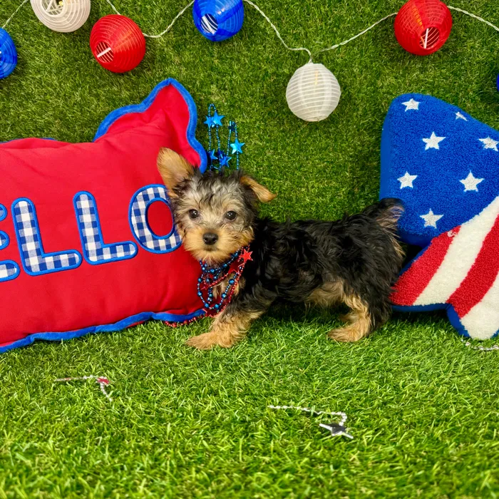 Male Silky Terrier puppy named Spoeck for sale at Puppy Dreams - Arlington.