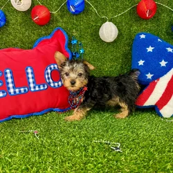 Male Silky Terrier puppy named Spoeck for sale at Puppy Dreams - Arlington.
