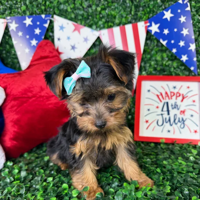 Female Yorkie puppy named Princess for sale at Puppy Dreams - North Richland Hills.