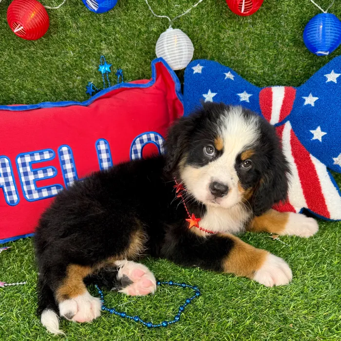 Male Bernese Mountain Dog puppy named Chime for sale at Puppy Dreams - Arlington.