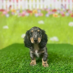 car_main_img_/media/ap_media/pets/LBREDPBSYZKB138838.webp.250x250_q85.webp