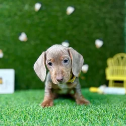 car_main_img_/media/ap_media/pets/LCANBEEGCTTB121575.webp.250x250_q85.webp