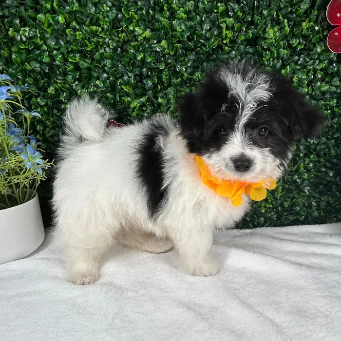 Male Pomachon puppy named *Kung Lao* for sale at Puppy Dreams - Mansfield.