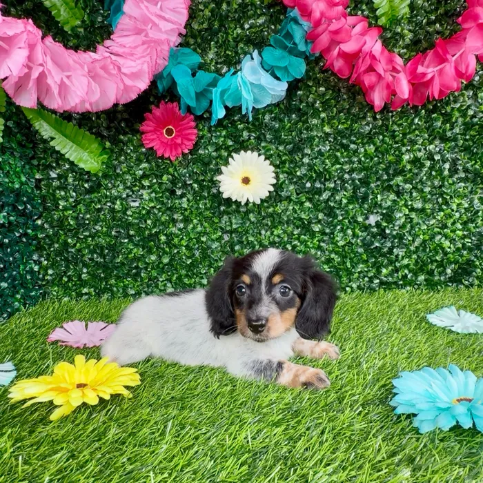 Female Dachshund puppy named Meryl Streep for sale at Puppy Dreams - Denton.