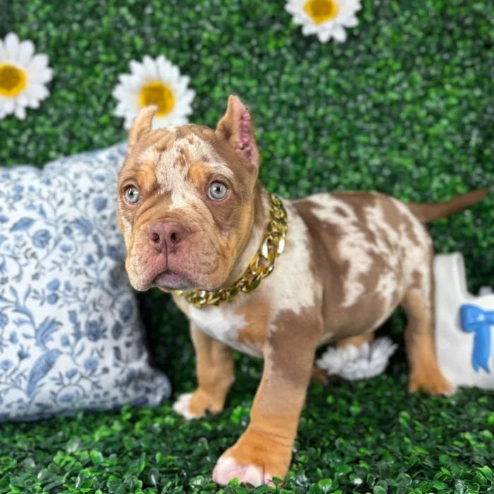 Male American Bully puppy named Zeus for sale at Puppy Dreams - North Richland Hills.