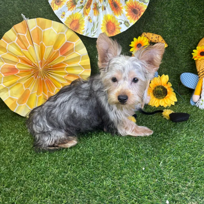 Male Silky Terrier puppy named Spoeck for sale at Puppy Dreams - Arlington.