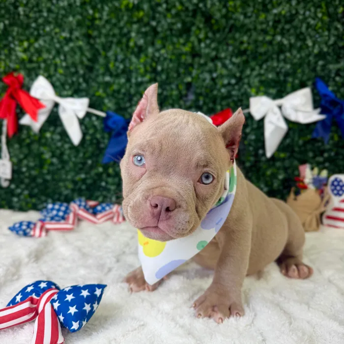 Female American Bully puppy named Rubi for sale at Puppy Dreams - Garland.