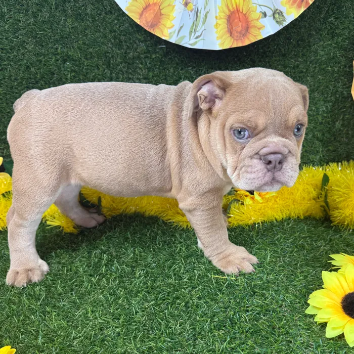 Female English Bulldog puppy named Pumpkin for sale at Puppy Dreams - Arlington.